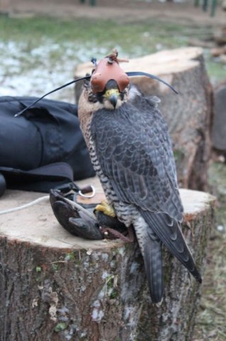 Téli Napforduló ünnepe